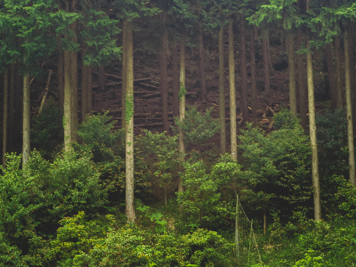 Japan Photo Essay: Hinoki Forest Management